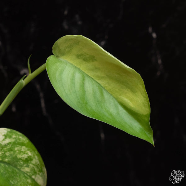 Scindapsus 'Jade Satin' aurea variegated (A18)