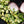Load image into Gallery viewer, Hoya heuschkeliana inner variegated  *Grower&#39;s Choice*

