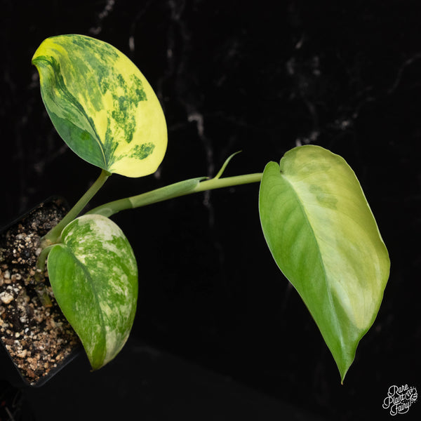 Scindapsus 'Jade Satin' aurea variegated (A18)