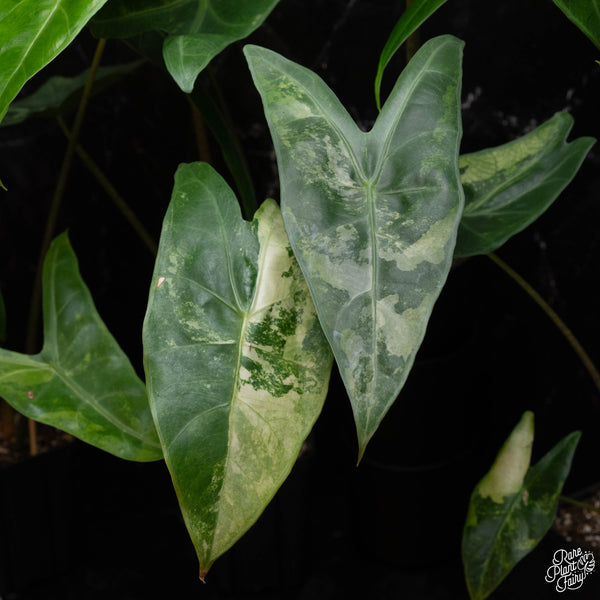 Alocasia longiloba variegated *Grower's choice* – Rare Plant