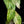 Load image into Gallery viewer, Syngonium &#39;Batik&#39; albo variegated (A18)
