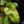 Load image into Gallery viewer, Philodendron &#39;Burle Marx&#39; mint variegated (A04)

