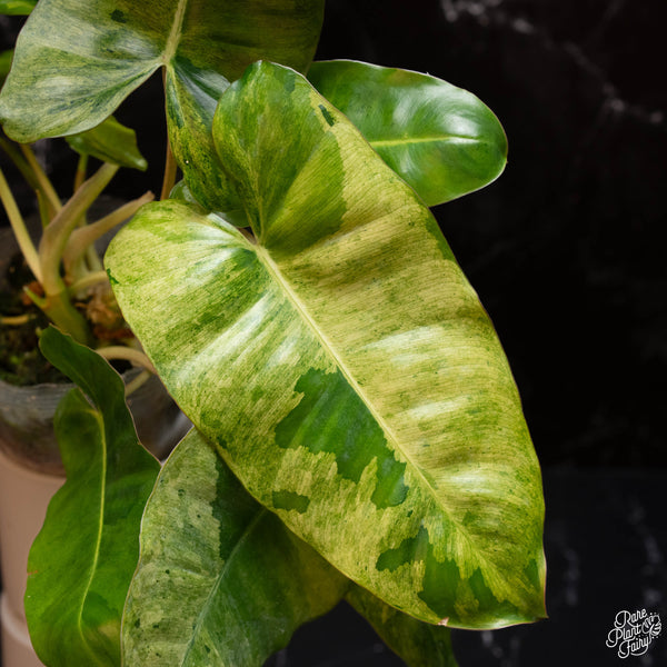 Philodendron 'Burle Marx' mint variegated (A04)