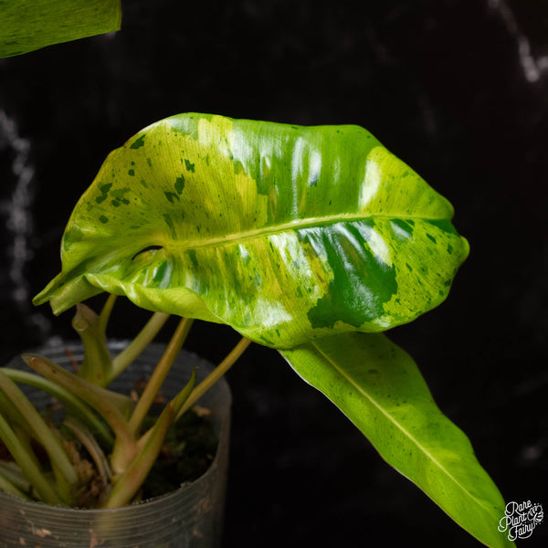 Philodendron 'Burle Marx' mint variegated (A04)