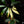 Load image into Gallery viewer, Thaumatophyllum spruceanum albo variegated (previously philodendron goeldii)  (A04)
