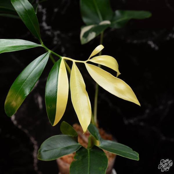 Thaumatophyllum spruceanum albo variegated (previously philodendron goeldii)  (A04)