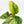 Load image into Gallery viewer, Monstera karstenianum &#39;Peru&#39; variegated (40B)
