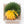 Load image into Gallery viewer, Gymnocalycium mihanovichii Inermis Cristata ‘Spineless’ variegated cactus
