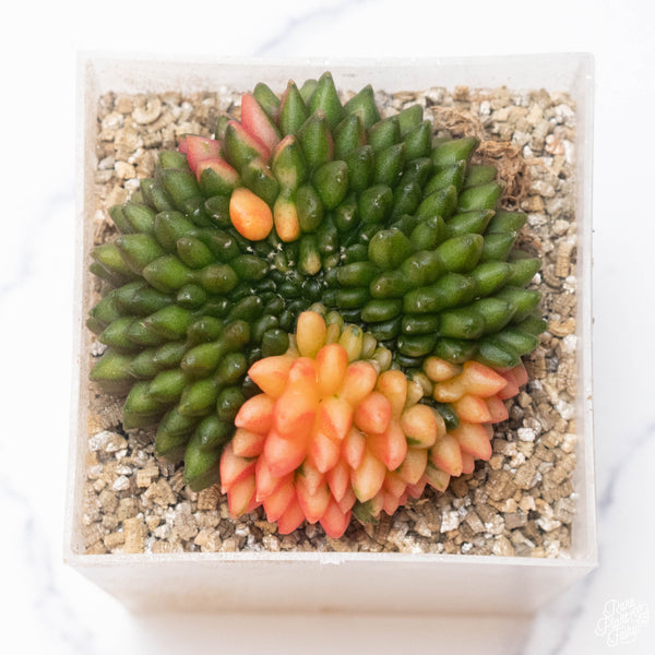 Gymnocalycium mihanovichii Inermis Cristata ‘Spineless’ variegated cactus