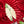 Load image into Gallery viewer, Alocasia portodora variegated (A05)
