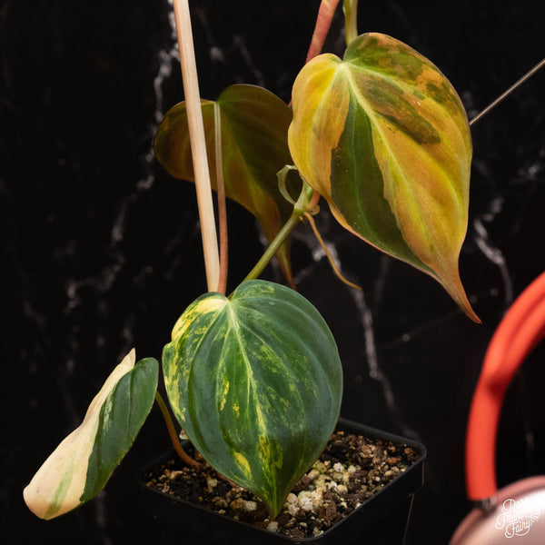 Philodendron micans aurea variegated (B18)