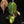Load image into Gallery viewer, Philodendron micans aurea variegated (B18)
