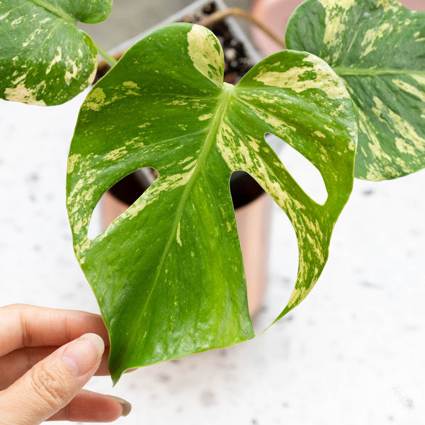 Monstera deliciosa mint variegated (large form) (30A)