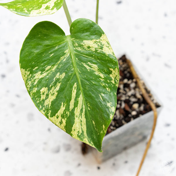 Monstera deliciosa mint variegated (large form) (30A)