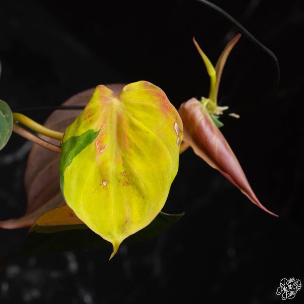 Philodendron micans aurea variegated (D18)