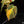 Load image into Gallery viewer, Philodendron micans aurea variegated (D18)
