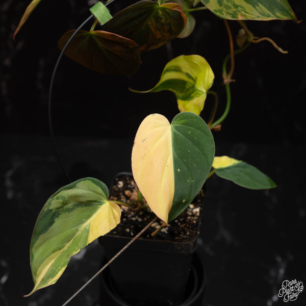 Philodendron micans aurea variegated (E18)
