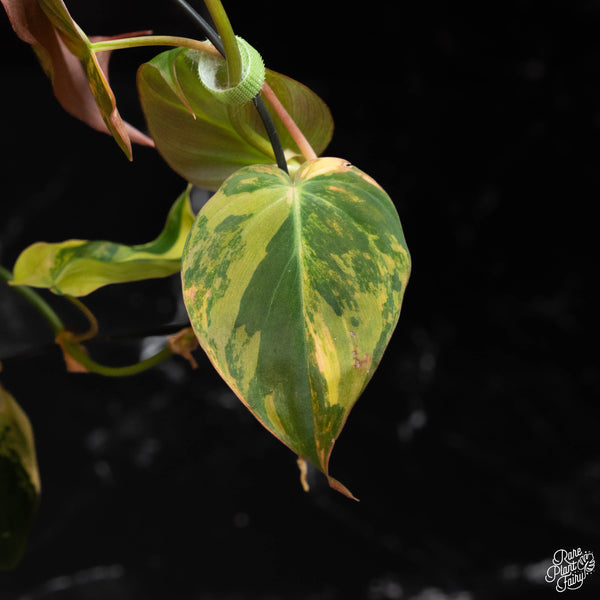 Philodendron micans aurea variegated (E18)