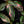 Load image into Gallery viewer, Musa &#39;Nono&#39; pink variegated banana tree *Grower&#39;s choice*
