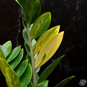 Zamioculcas zamifolia 'ZZ' aurea variegated *Growers Choice*