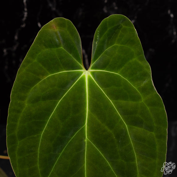 Anthurium papillilaminum hybrid (B18) *large leaves*