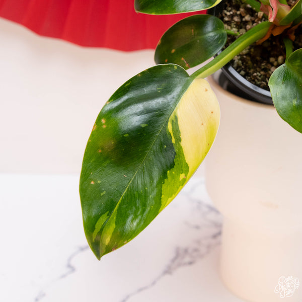 Philodendron 'Green Congo' variegated hybrid (A05) *round leaves*