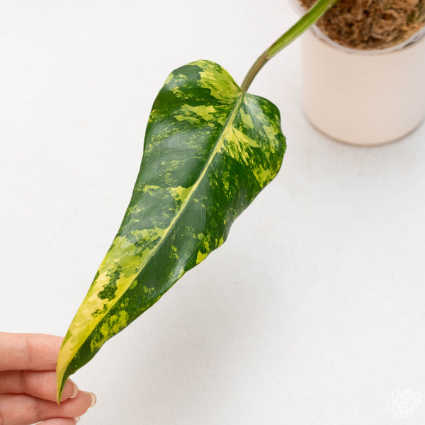 Philodendron domesticum variegated (41A)
