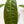 Load image into Gallery viewer, Philodendron patriciae (41A)
