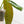 Load image into Gallery viewer, Philodendron patriciae (41A)
