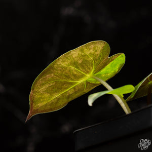 Alocasia 'Uhinkii' variegated (previously Alocasia wentii) *Grower's Choice*
