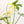 Load image into Gallery viewer, Philodendron pedatum variegated (41A)
