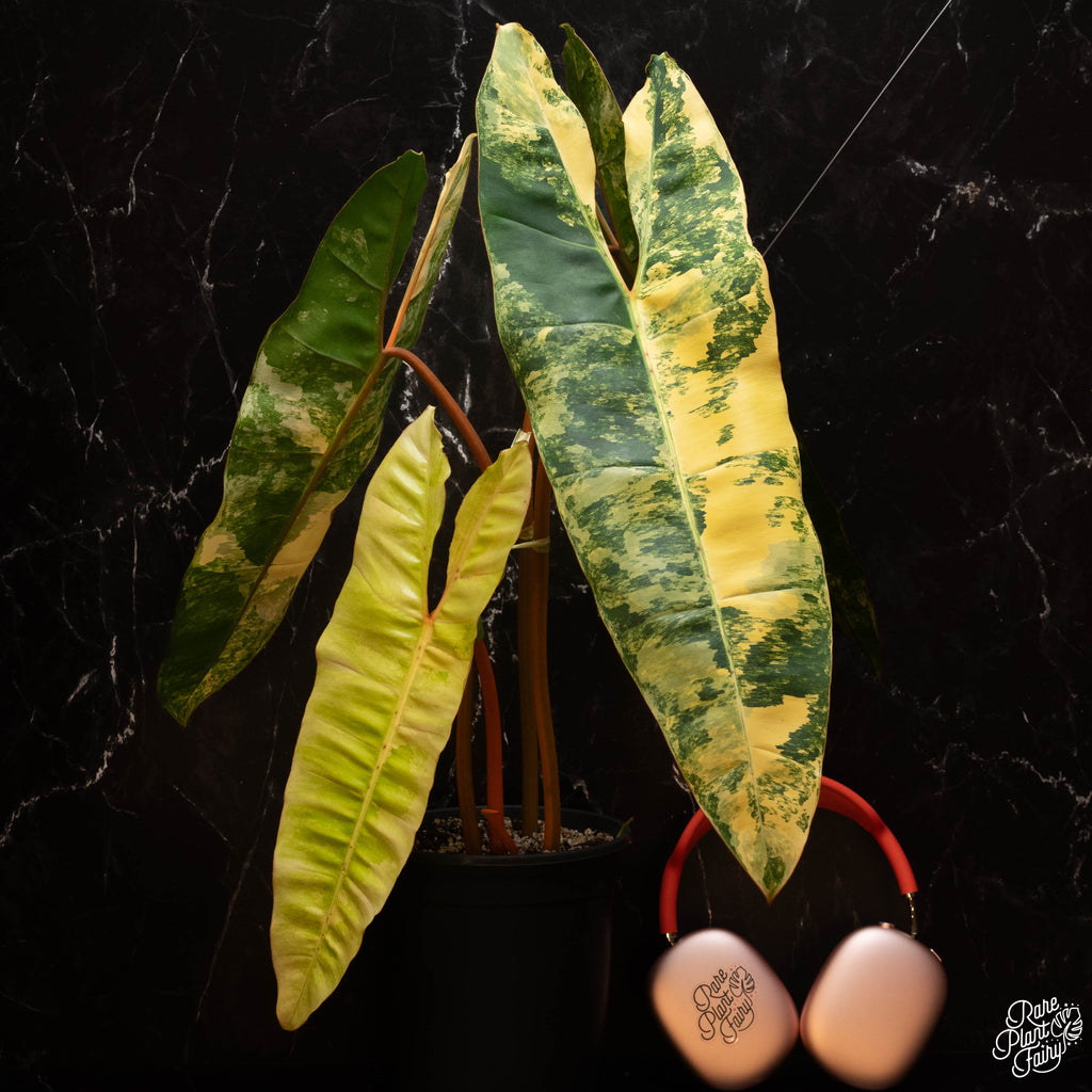philodendron billietiae variegated price philippines Philodendron billietiae variegated *Grower's Choice* – Rare Plant Fairy
