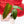 Load image into Gallery viewer, Philodendron esmeraldense (narrow form) (A06)
