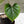 Load image into Gallery viewer, Philodendron plowmanii (31A)
