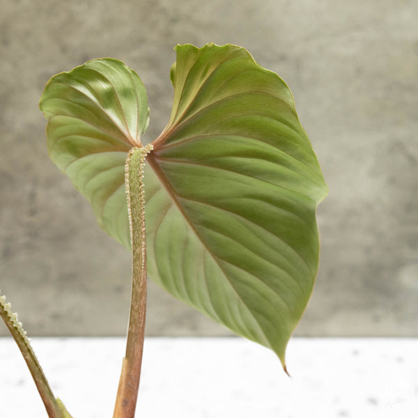 Philodendron plowmanii (31A)