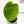 Load image into Gallery viewer, Philodendron ricardoi (31A)
