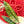 Load image into Gallery viewer, Epipremnum giganteum variegated (A06)
