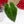 Load image into Gallery viewer, Anthurium papillilaminum hybrid (B06)
