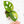 Load image into Gallery viewer, Monstera adansonii aurea variegated (31B)
