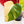 Load image into Gallery viewer, Monstera deliciosa aurea variegated (small form/borsigiana) (B06)
