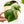 Load image into Gallery viewer, Monstera deliciosa albo variegated (small form/borsigiana) (41C)

