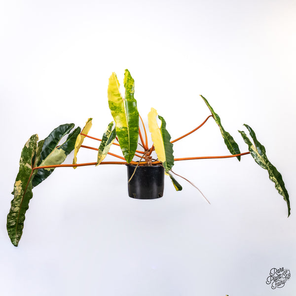 Philodendron 'Billietiae' Variegated (wk45-A) *XXL*