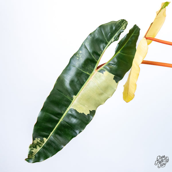 Philodendron 'Billietiae' Variegated (wk45-A) *XXL*