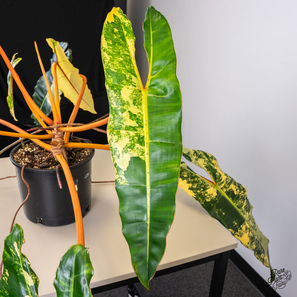 Philodendron 'Billietiae' Variegated (wk45-A) *XXL*