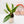 Load image into Gallery viewer, Anthurium renaissance variegated (41B)
