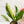 Load image into Gallery viewer, Anthurium renaissance variegated (41B)
