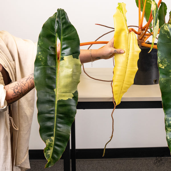 Philodendron 'Billietiae' Variegated (wk45-A) *XXL*