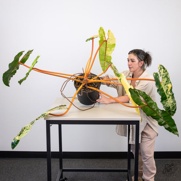 Philodendron 'Billietiae' Variegated (wk45-A) *XXL*