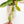 Load image into Gallery viewer, Philodendron &#39;Florida Beauty&#39; x &#39;Tortum&#39; (41A)
