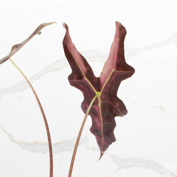 Alocasia sanderiana ‘nobilis’ pink variegated (38A)